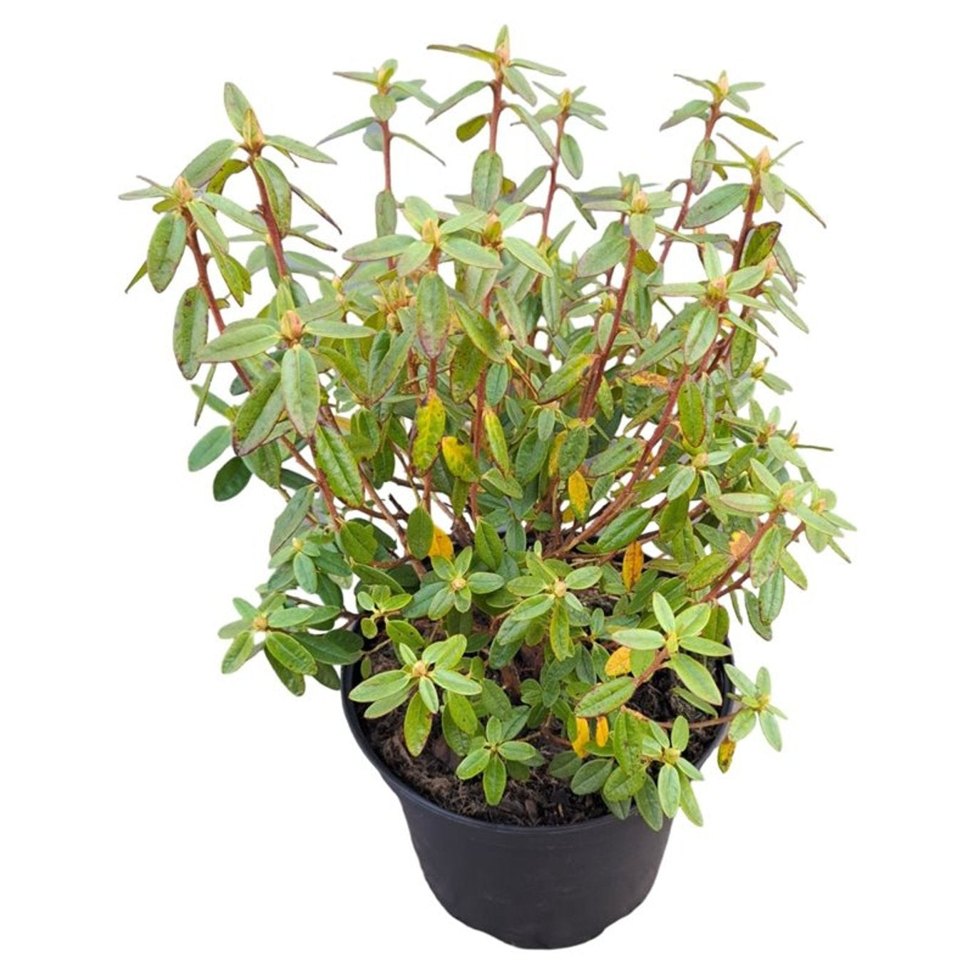 Rhododendron &