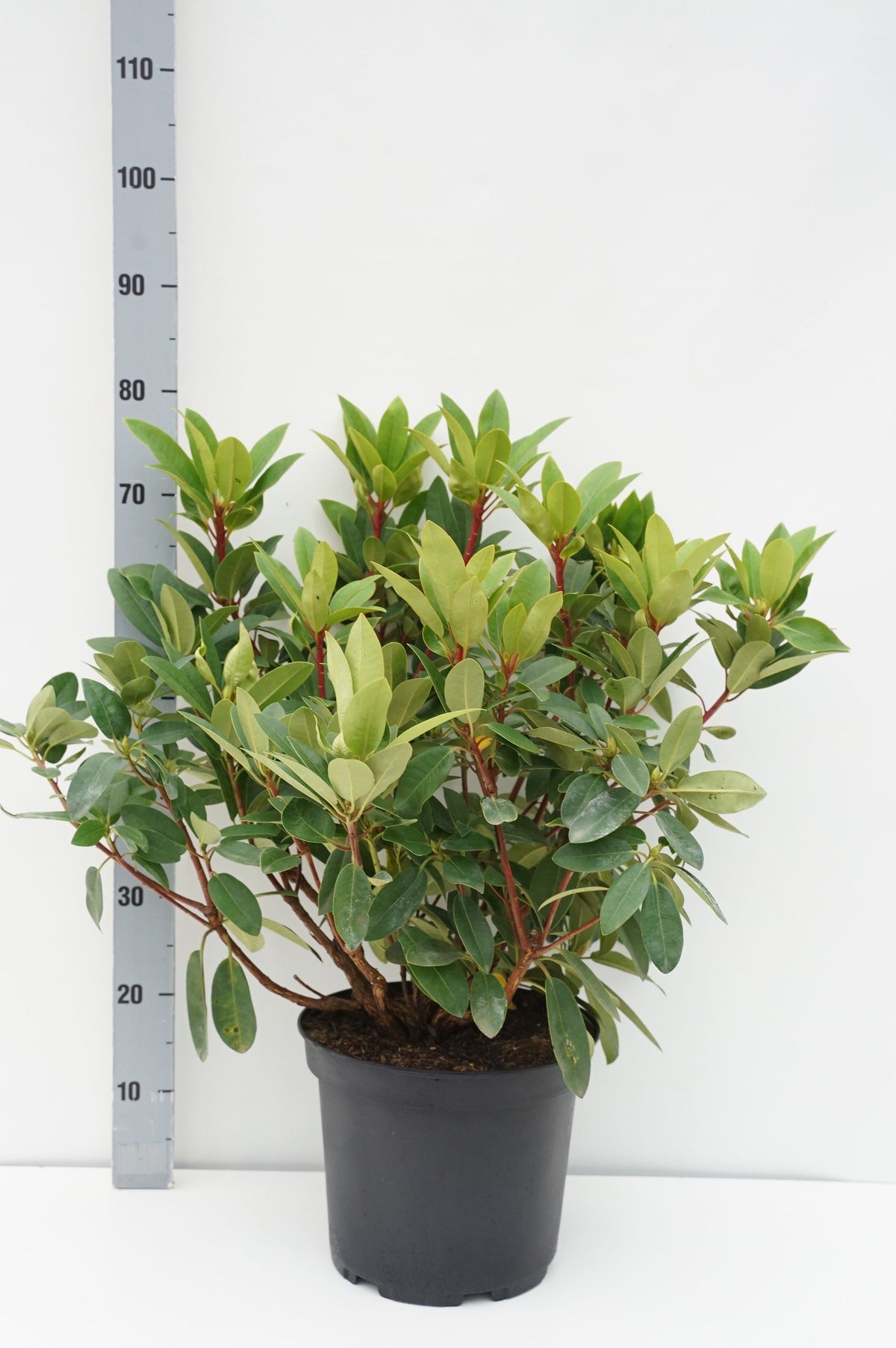 Rhododendron &