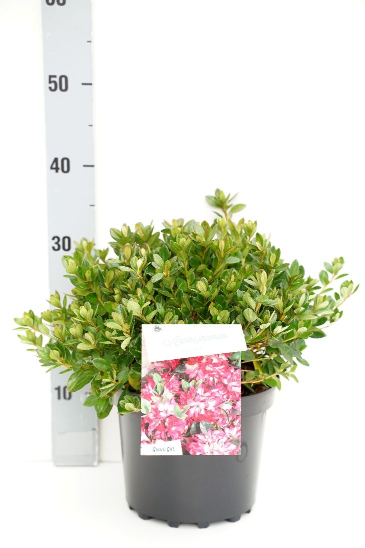 Rododendron (AJ) &