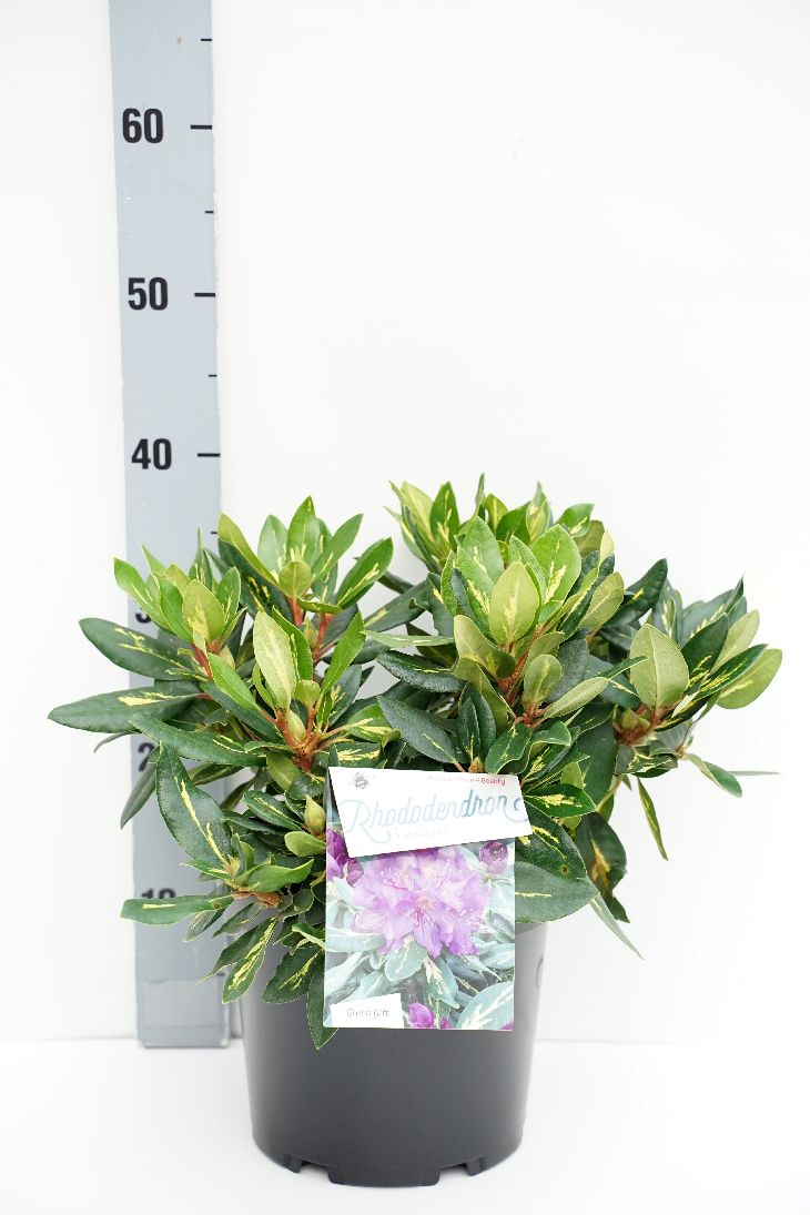 Rododendron &