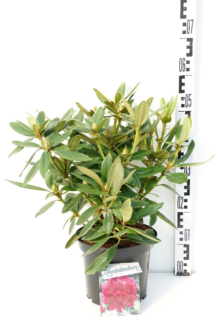 Rhododendron &