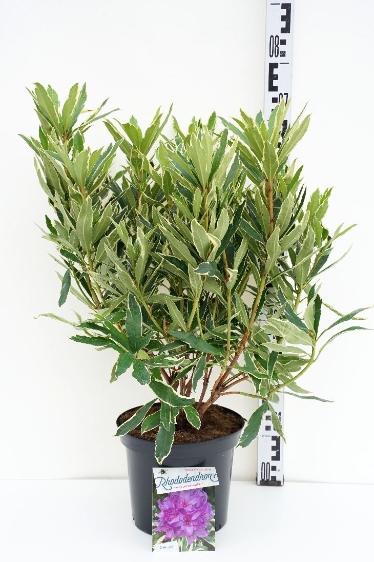 Rhododendron pont. &