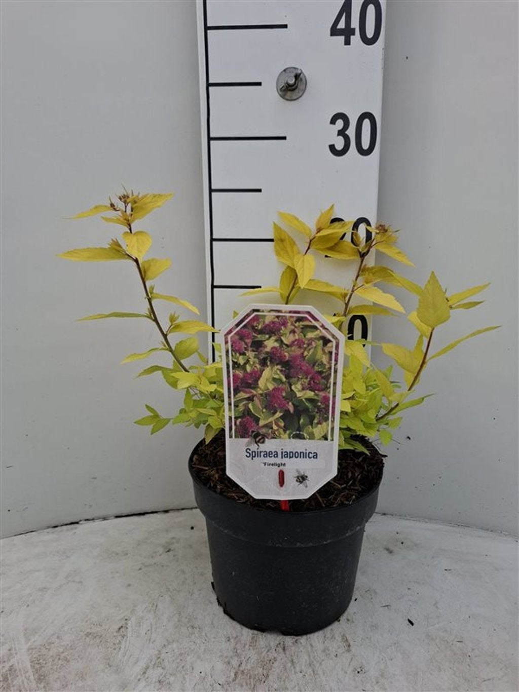 Spiraea jap. &