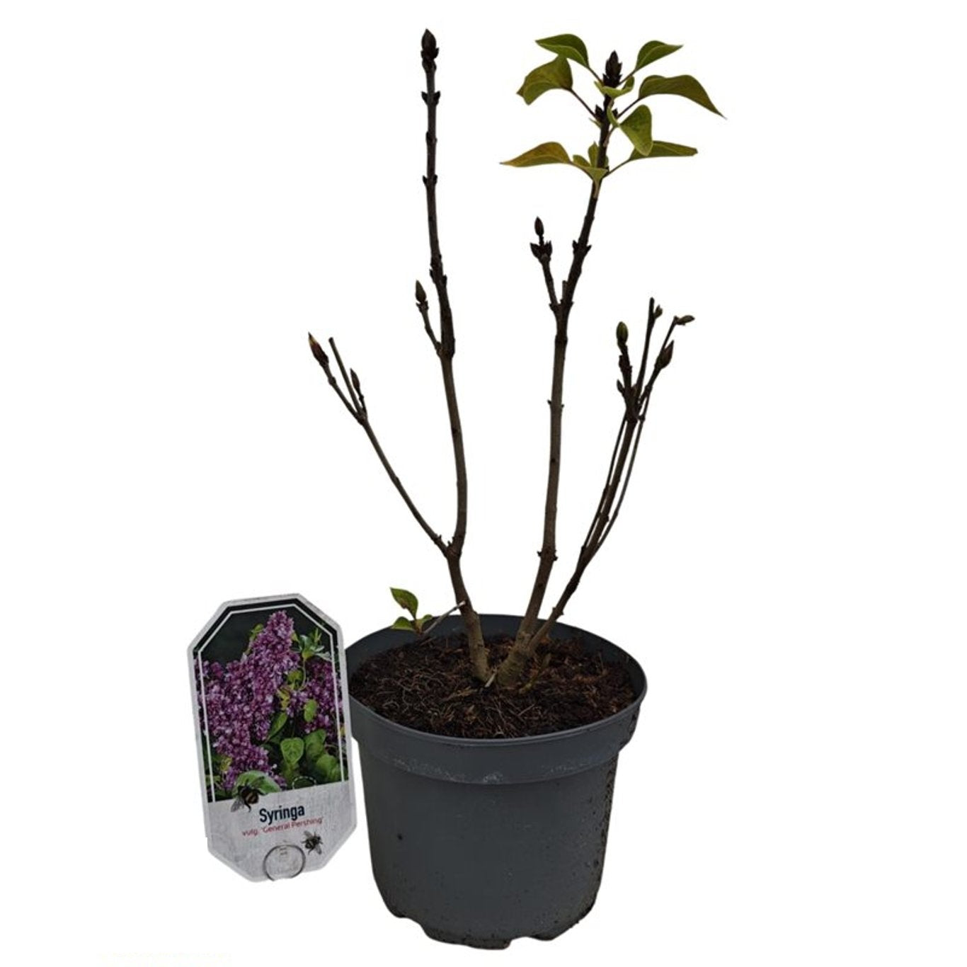 Syringa v. &