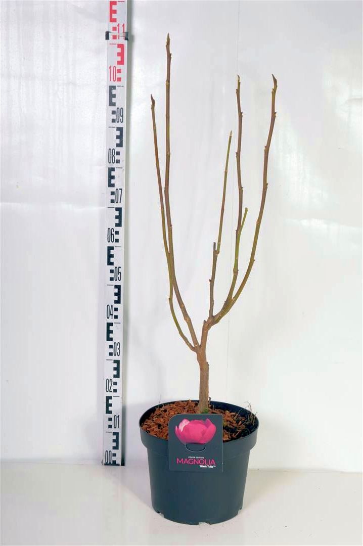 Magnolia &