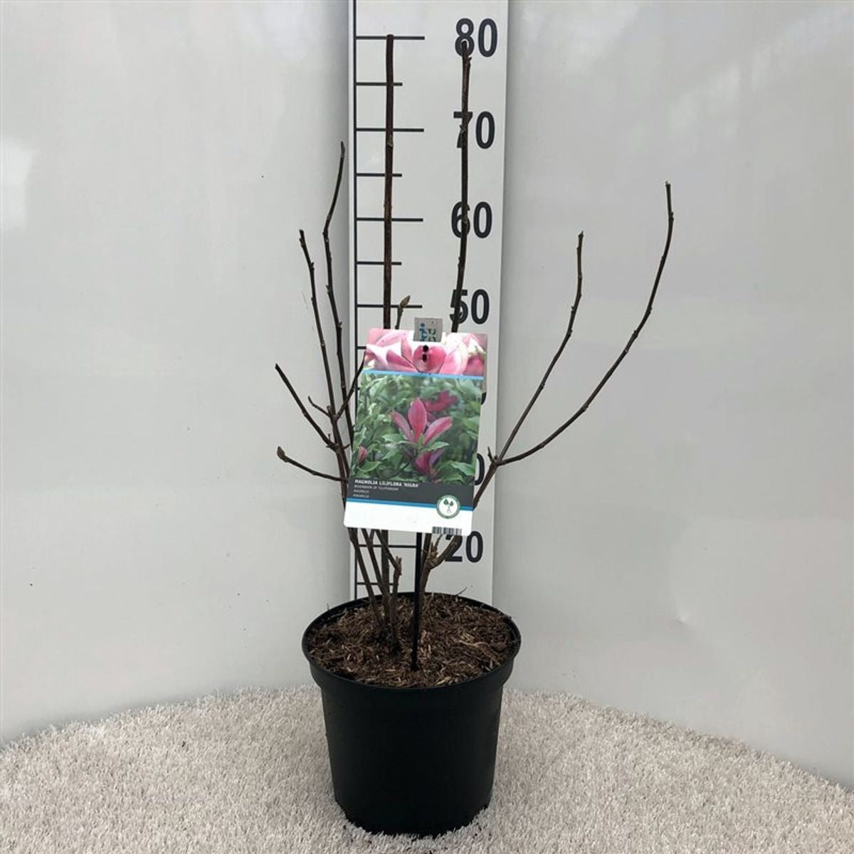 Magnolia liliiflora &