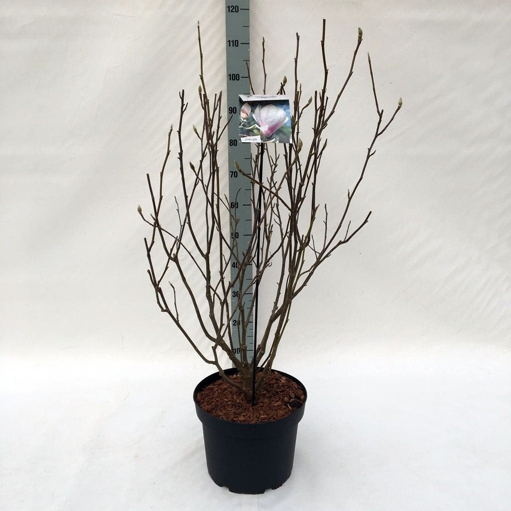 Magnolia soulangeana - C10 60-80 CM