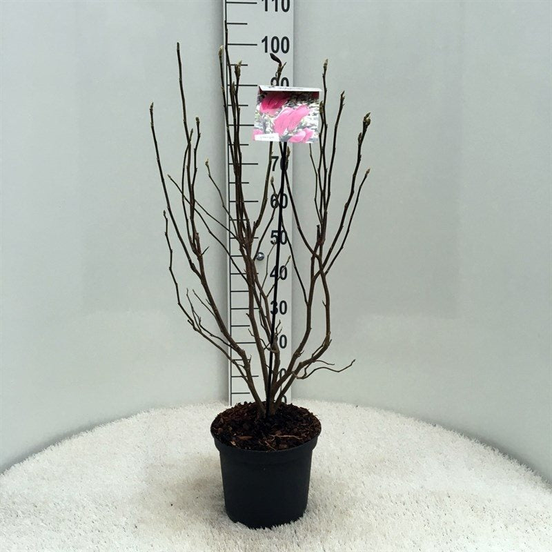 Magnolia &