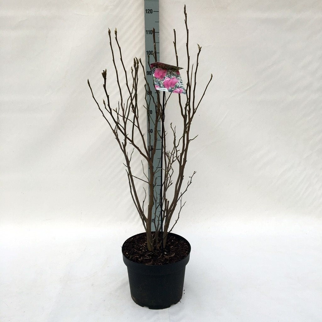 Magnolia &