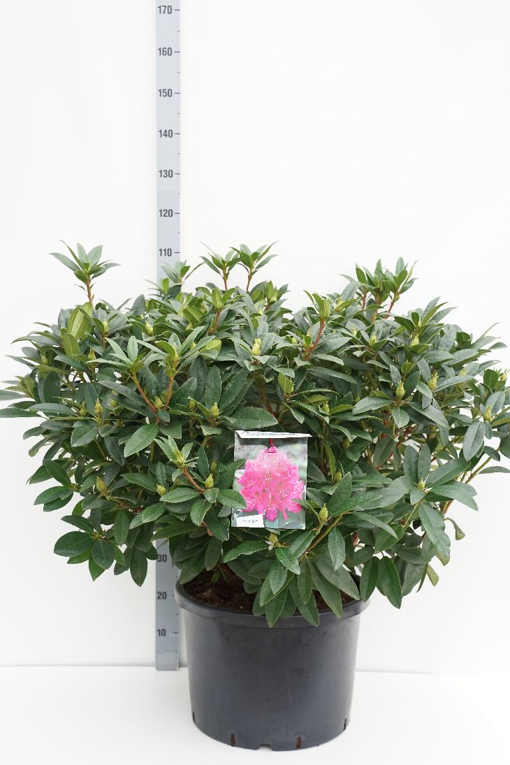 Rododendron &