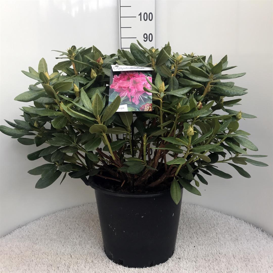 Rododendron &