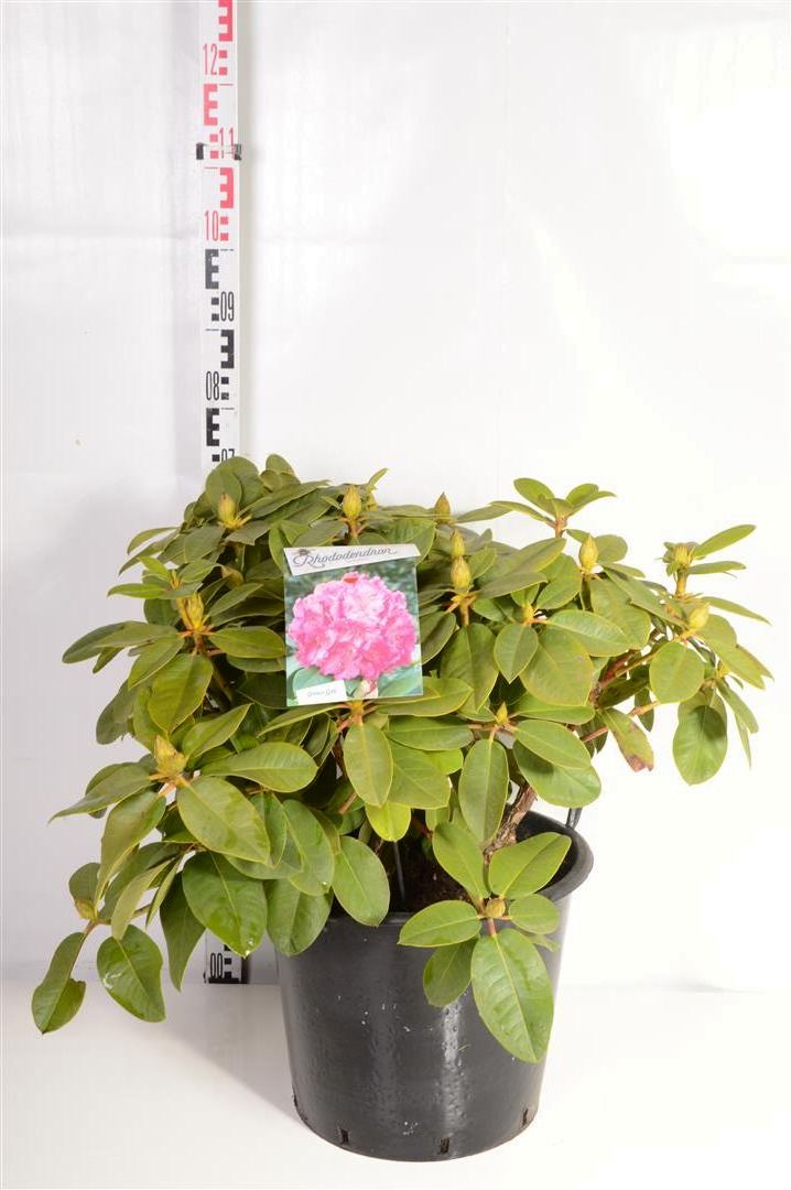 Rododendron &