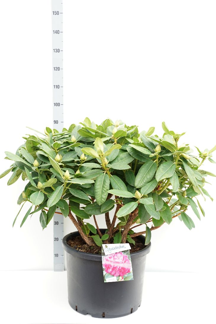 Rhododendron &