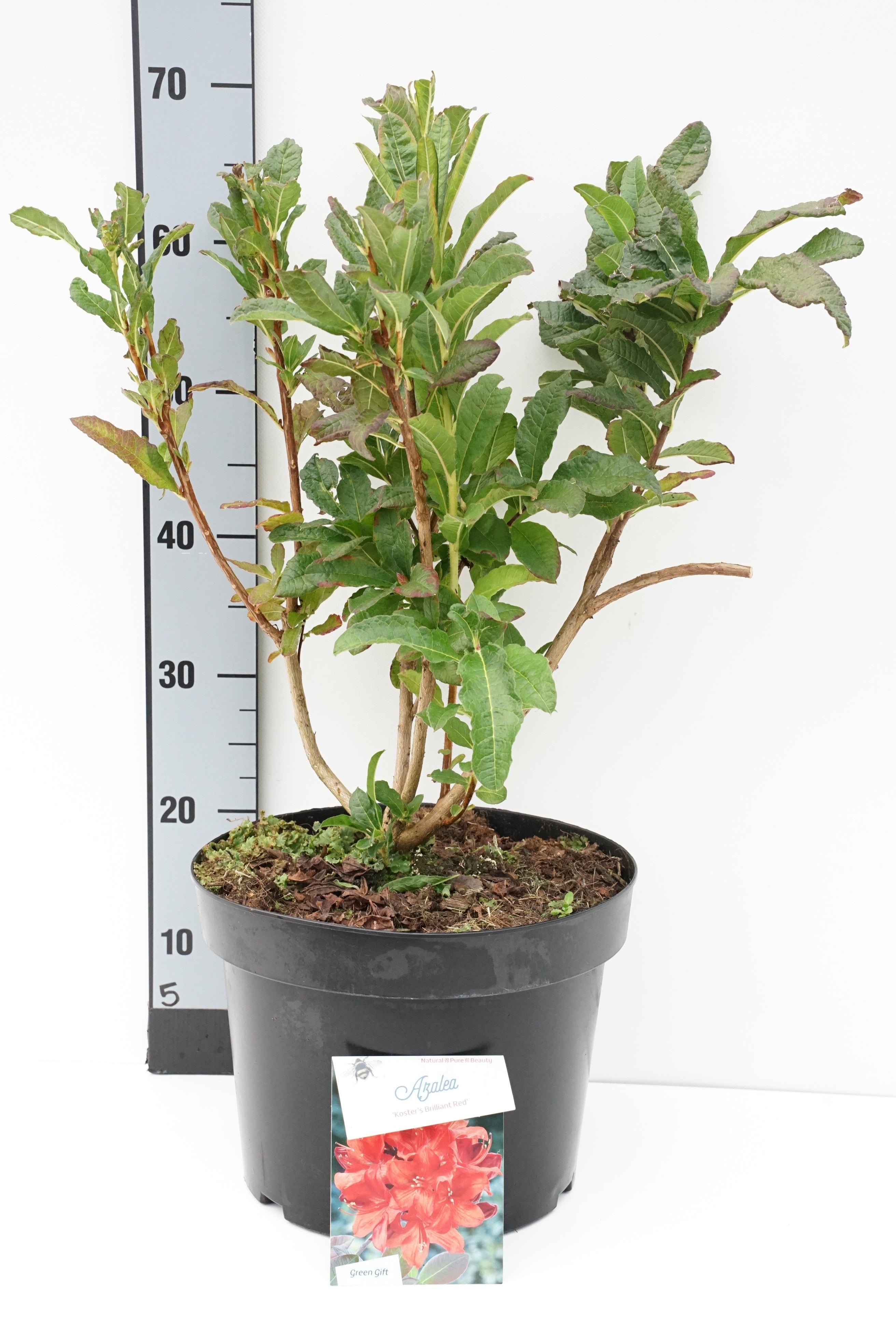 Rhododendron (AM) &