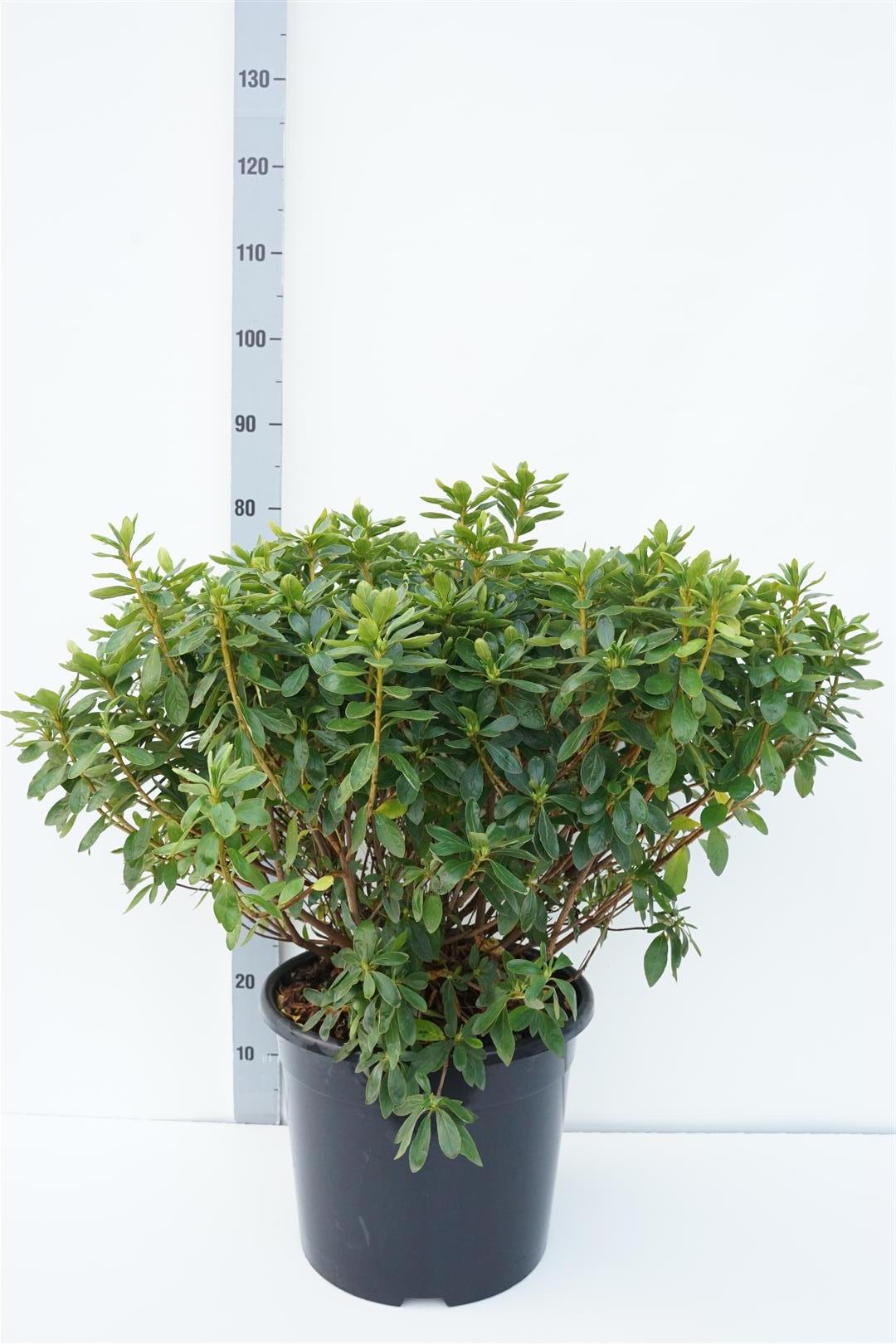 Rhododendron (AJ) &