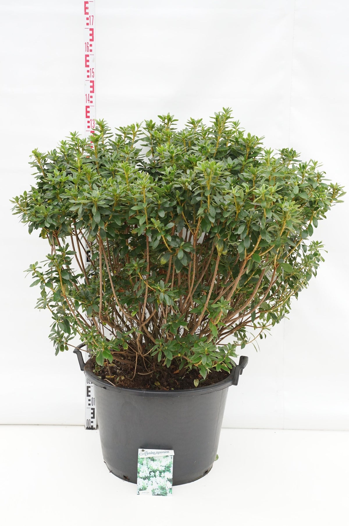 Rhododendron (AJ) &