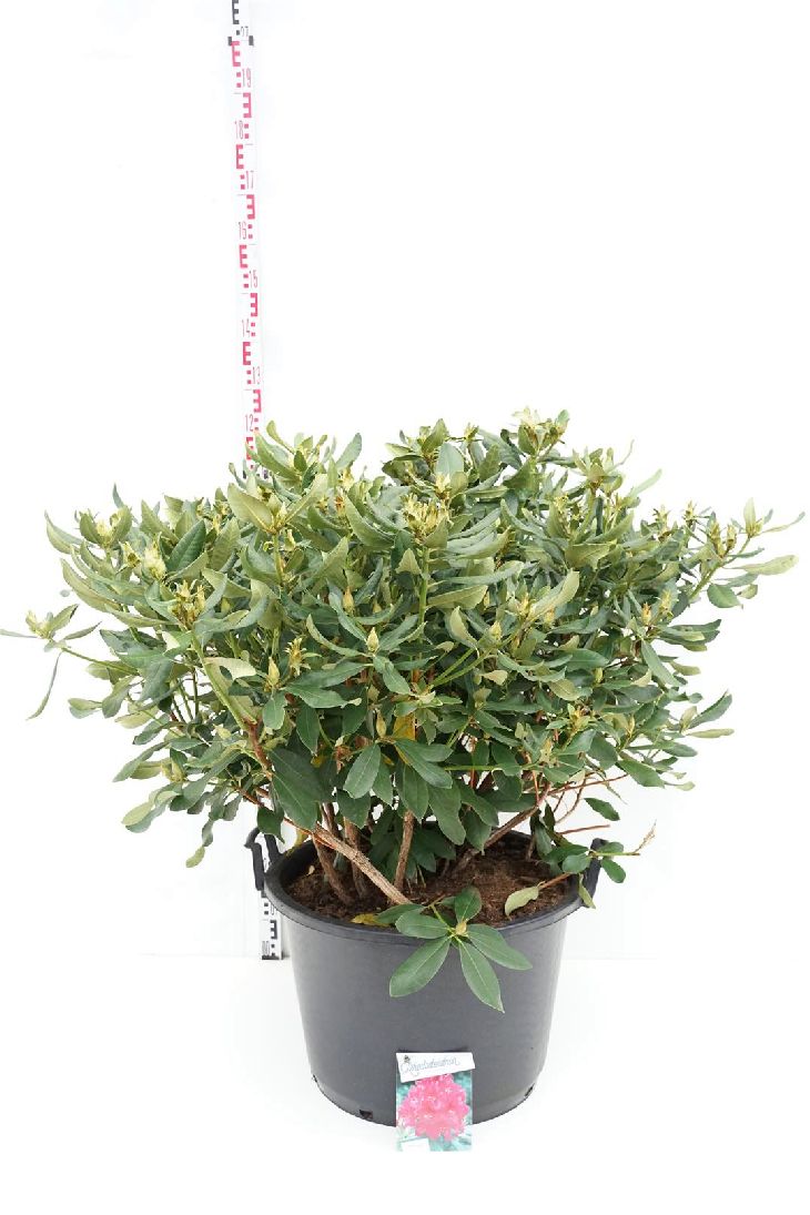 Rhododendron &