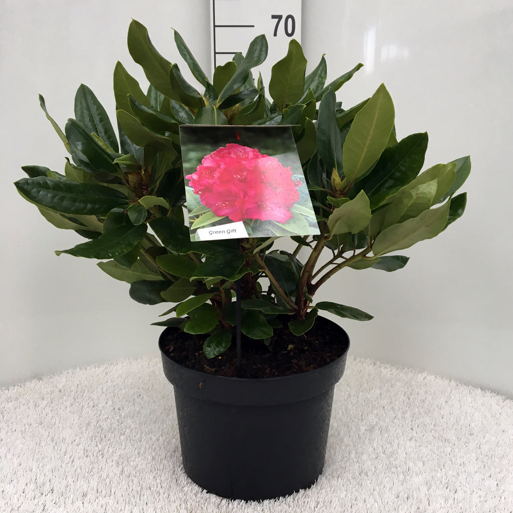 Rododendron &