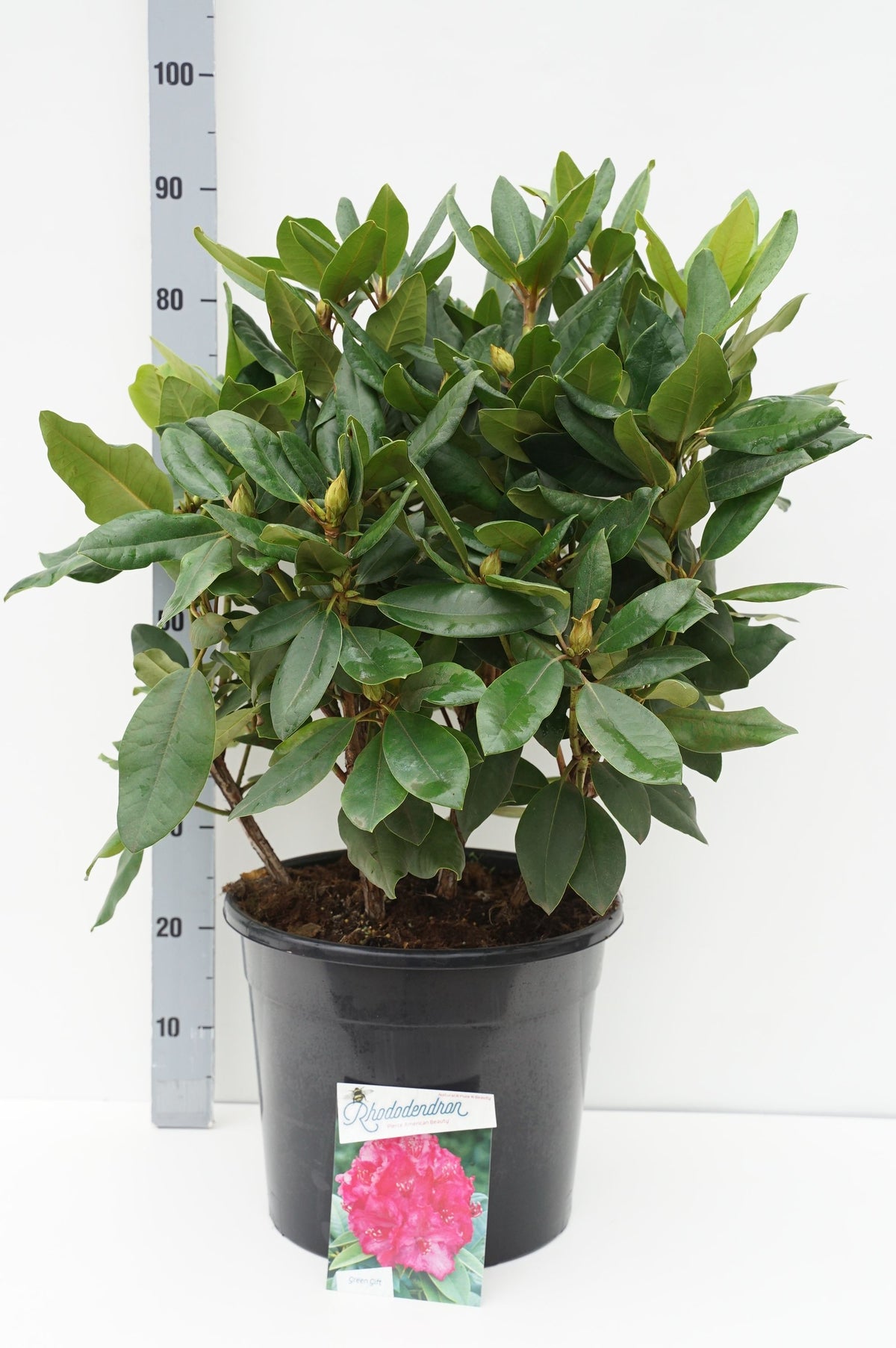 TW-2764383