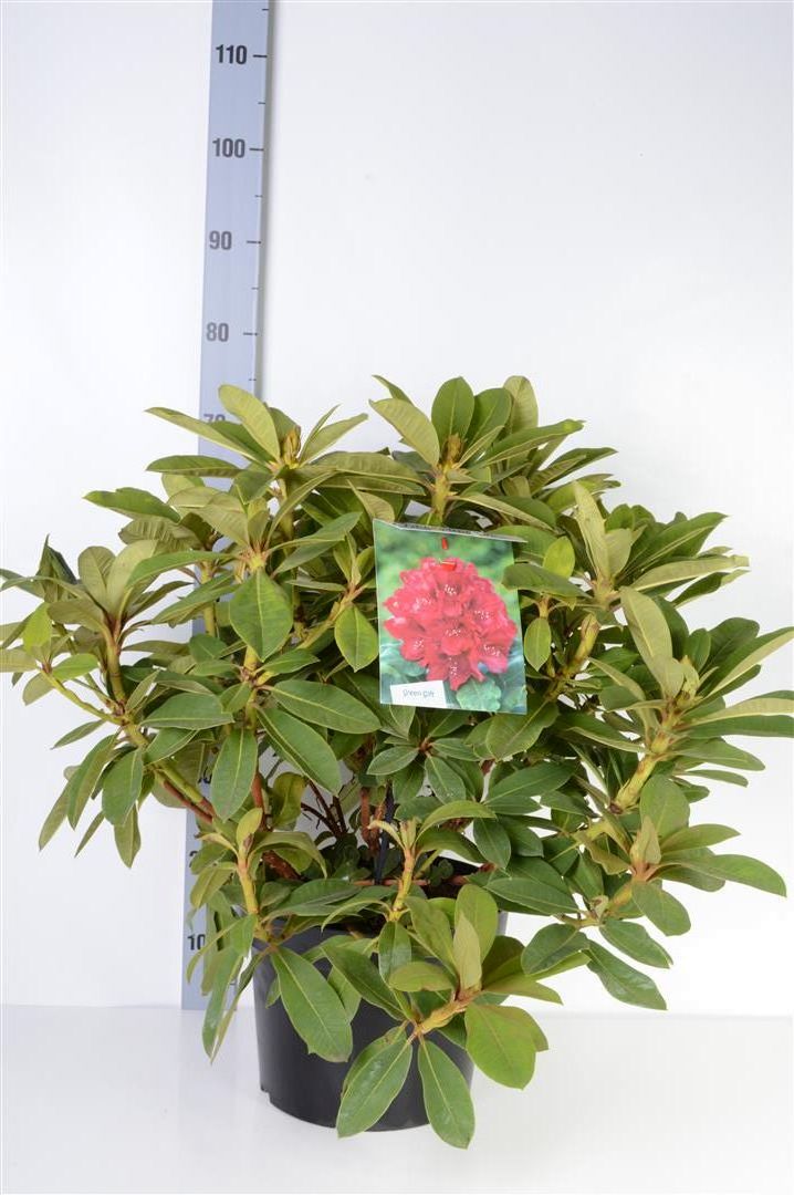 Rhododendron &