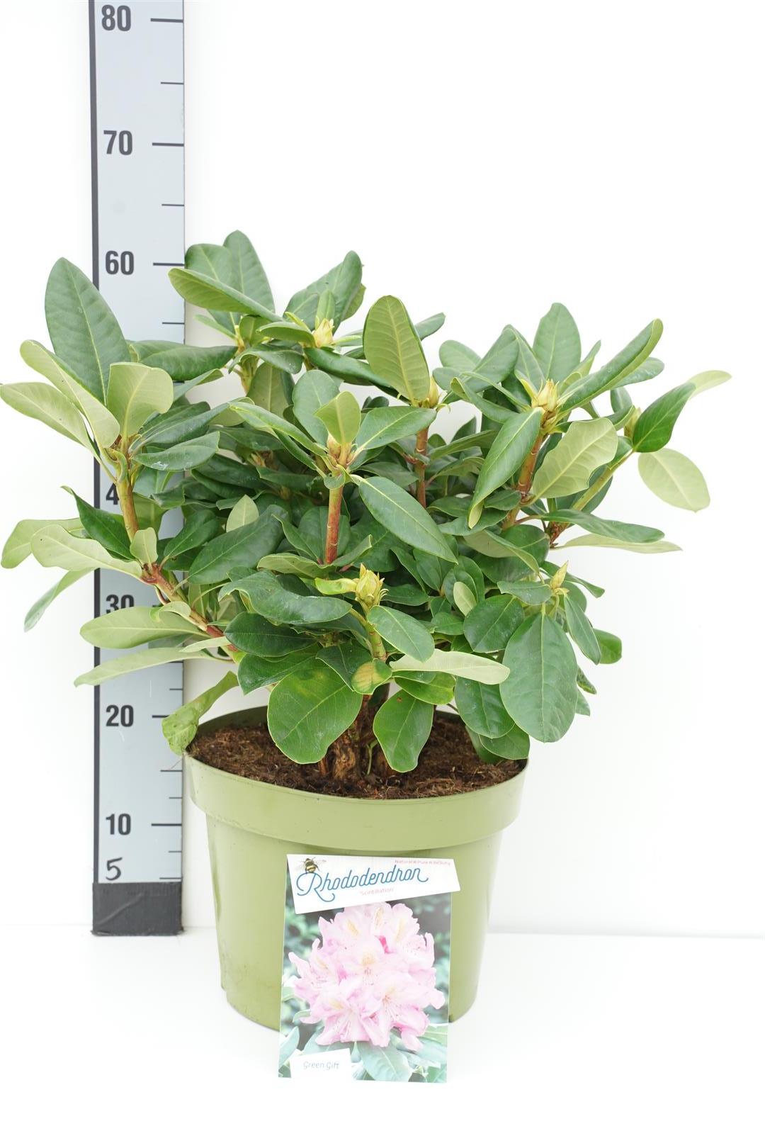 Rhododendron &