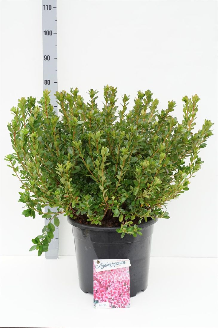 Rododendron (AJ) &