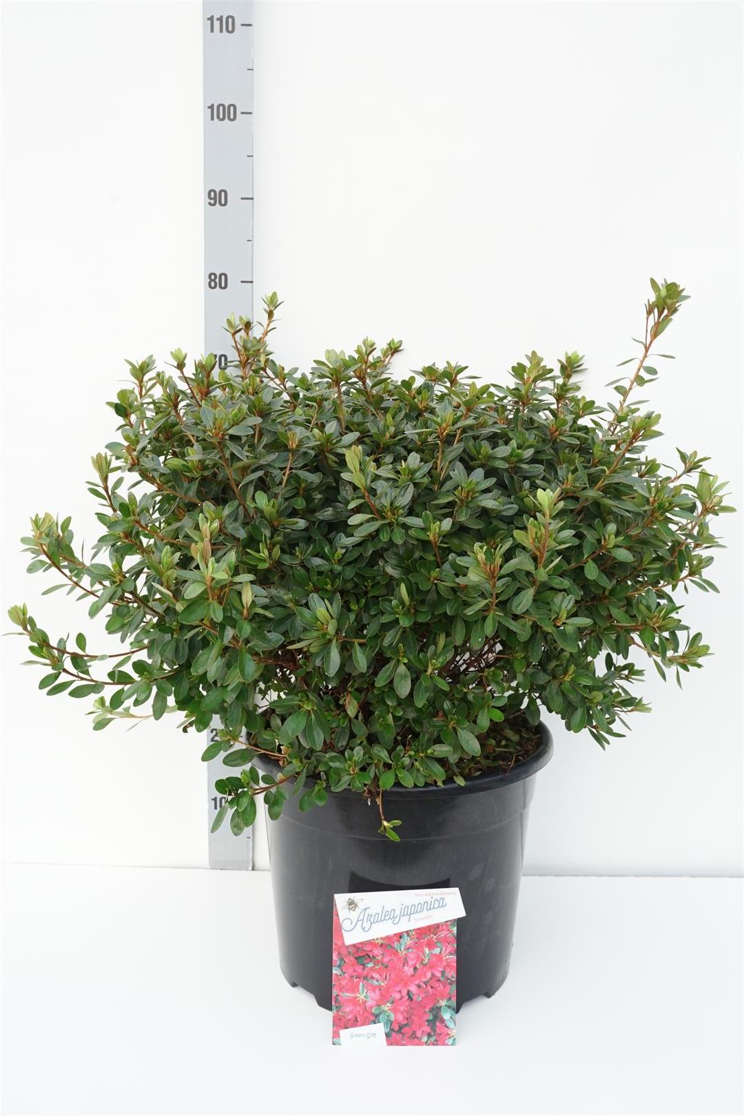 Rododendron (AJ) &