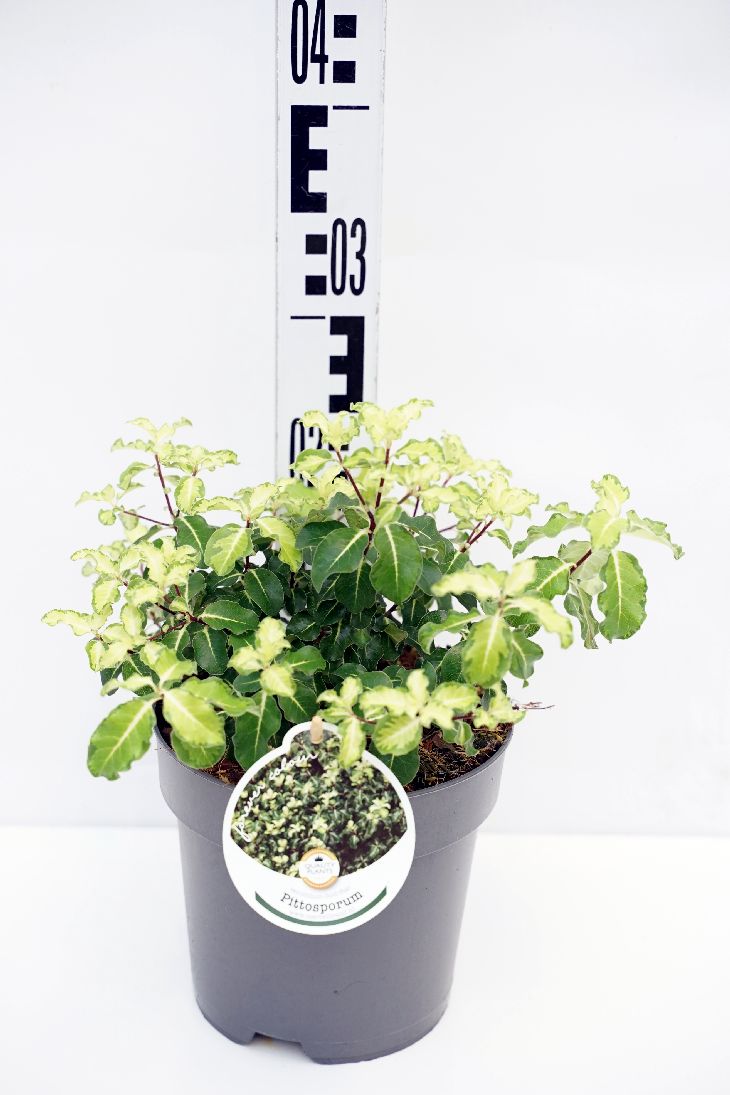Pittosporum ten. &