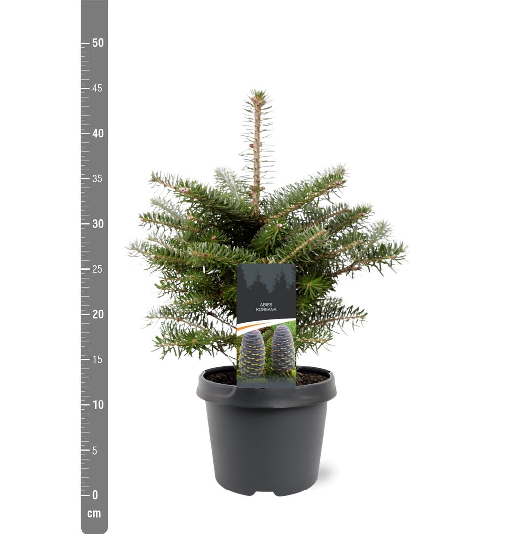 Abies koreana (Koreagran) 25-30 cm - C3 (3 liters kruka)