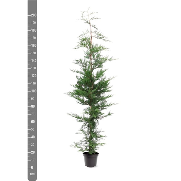 TW-2790756