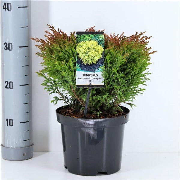 TW-1404618