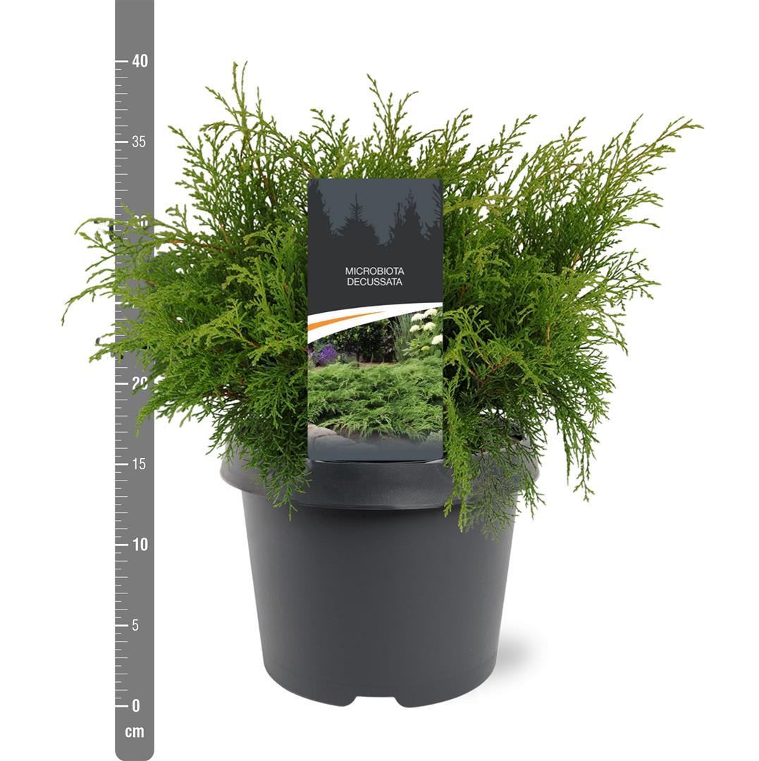 Microbiota decussata C2 (2 liters kruka) 30+ cm