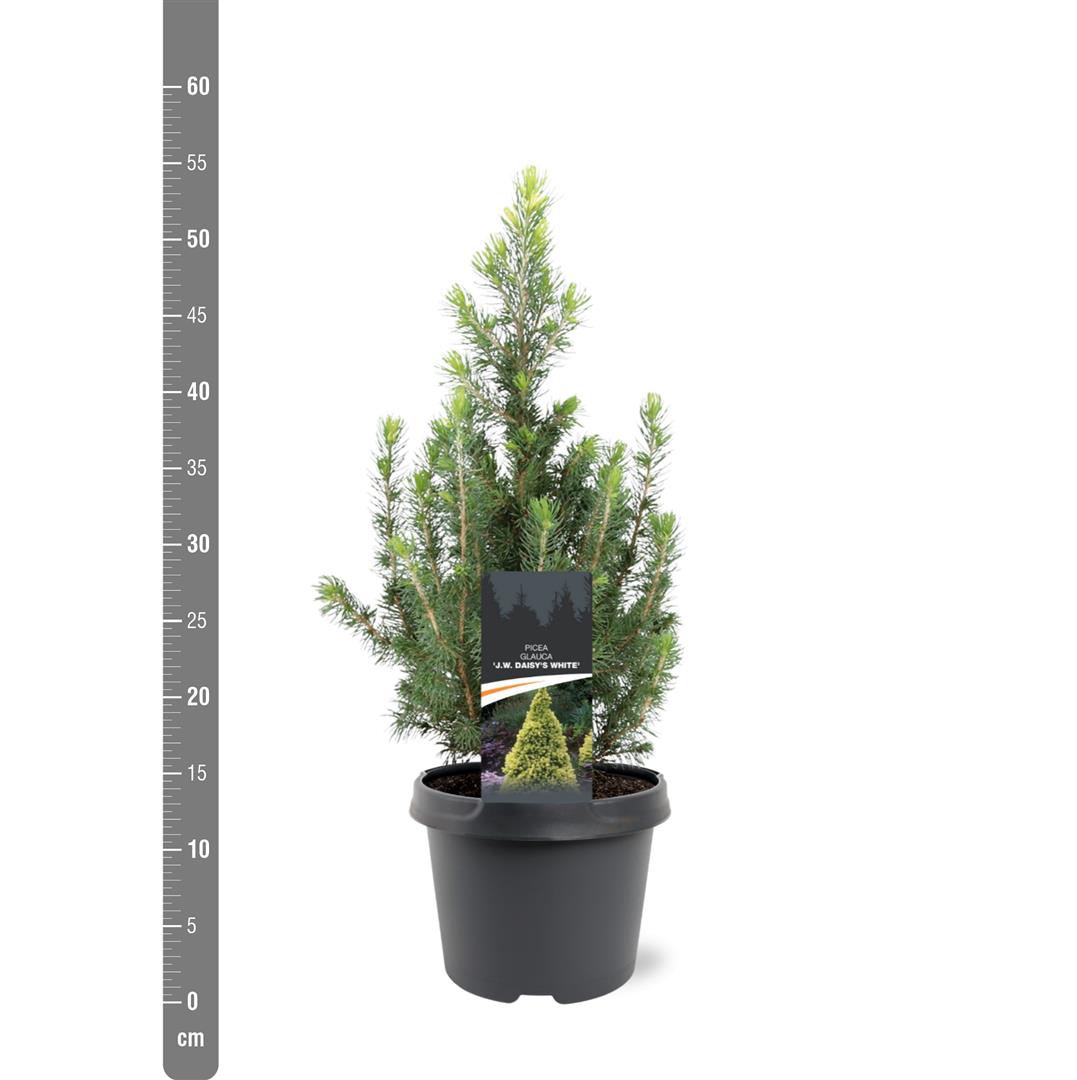 Picea gl. &