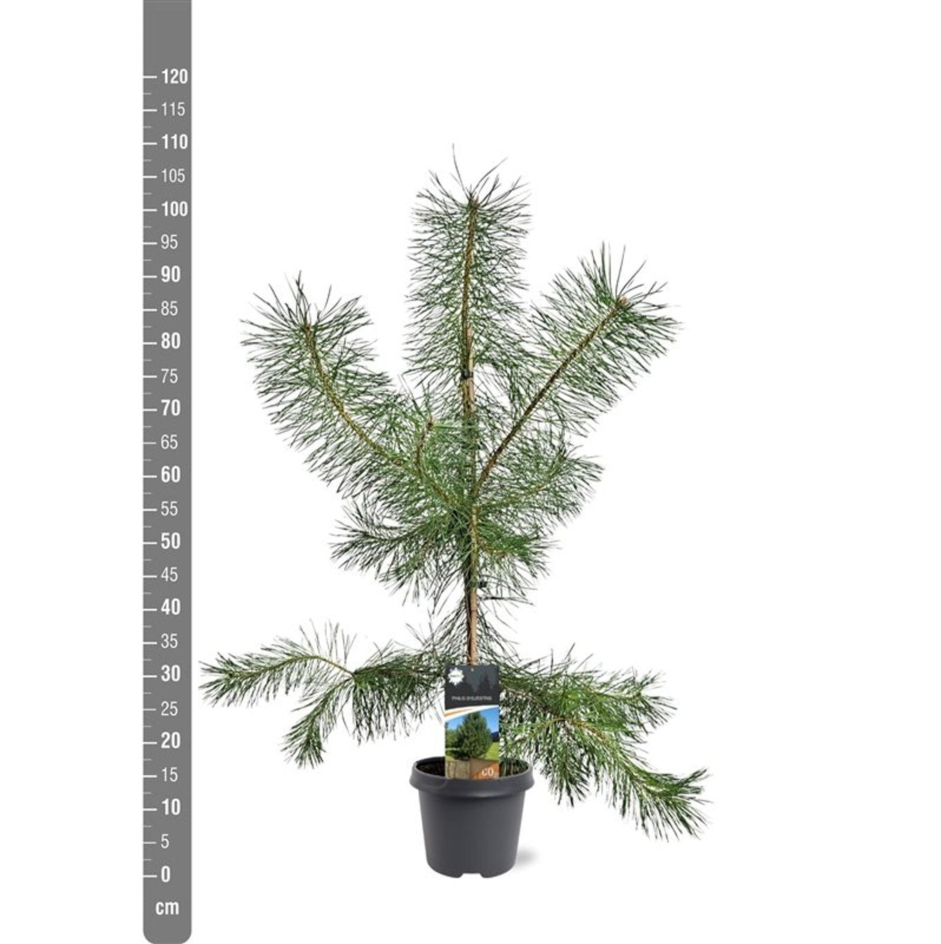Tall sylvestris - C5/P23 80-100 CM
