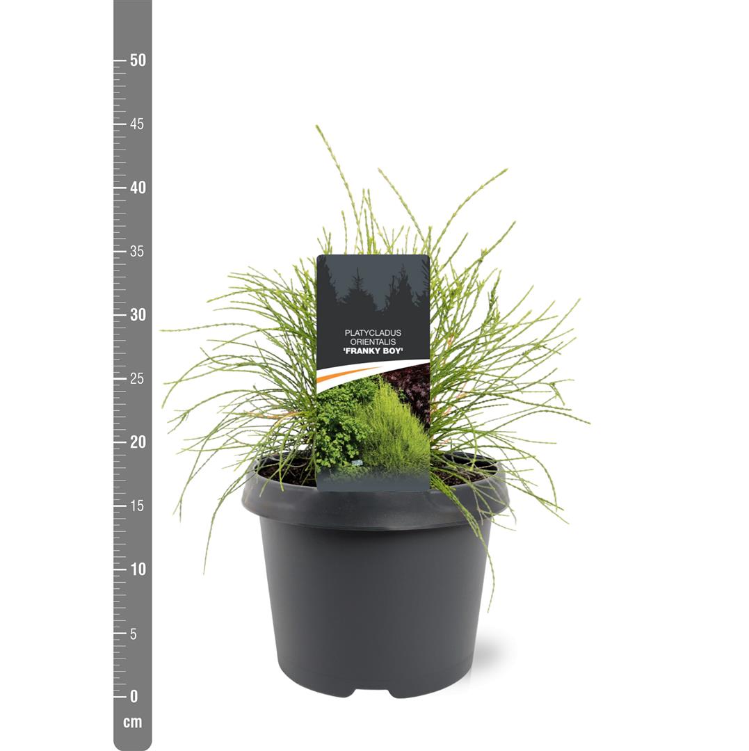 Platycladus orientalis &