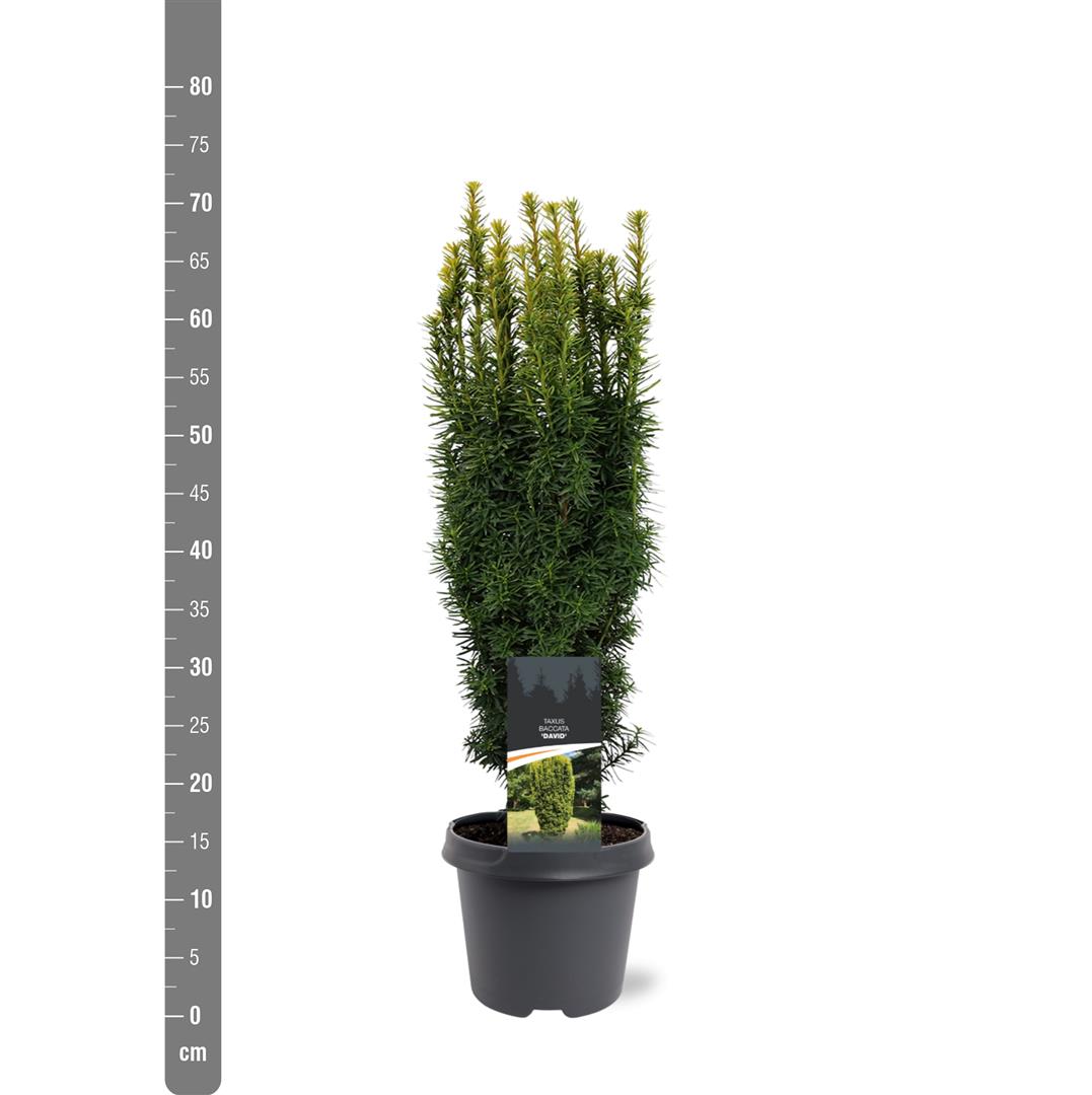 Taxus b. &