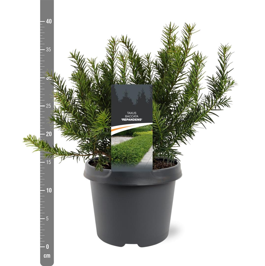 Taxus baccata &