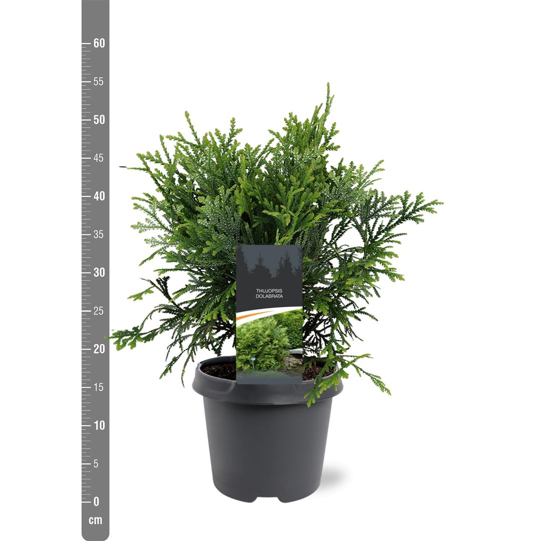 Thujopsis dolabrata C2,5 (2,5 liters kruka) 20-25 cm
