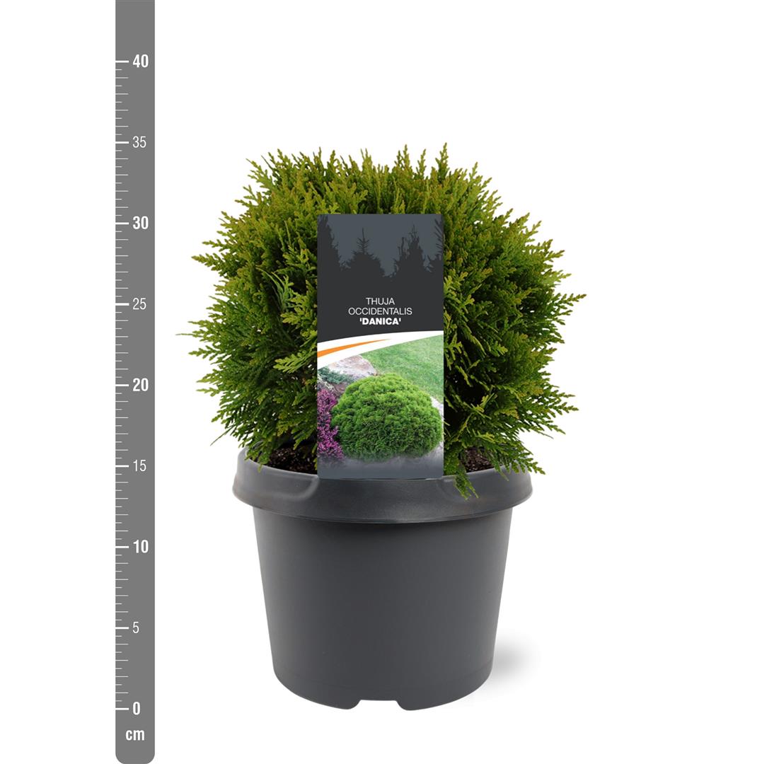 Thuja occidentalis &