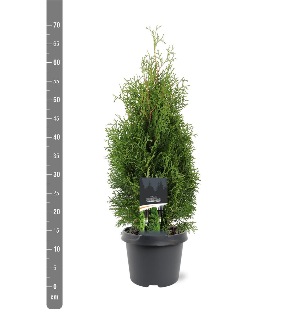 Thuja occidentalis &