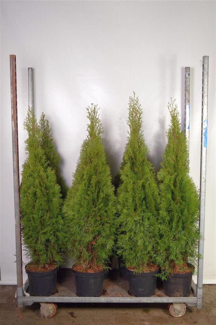 Thuja occidentalis &