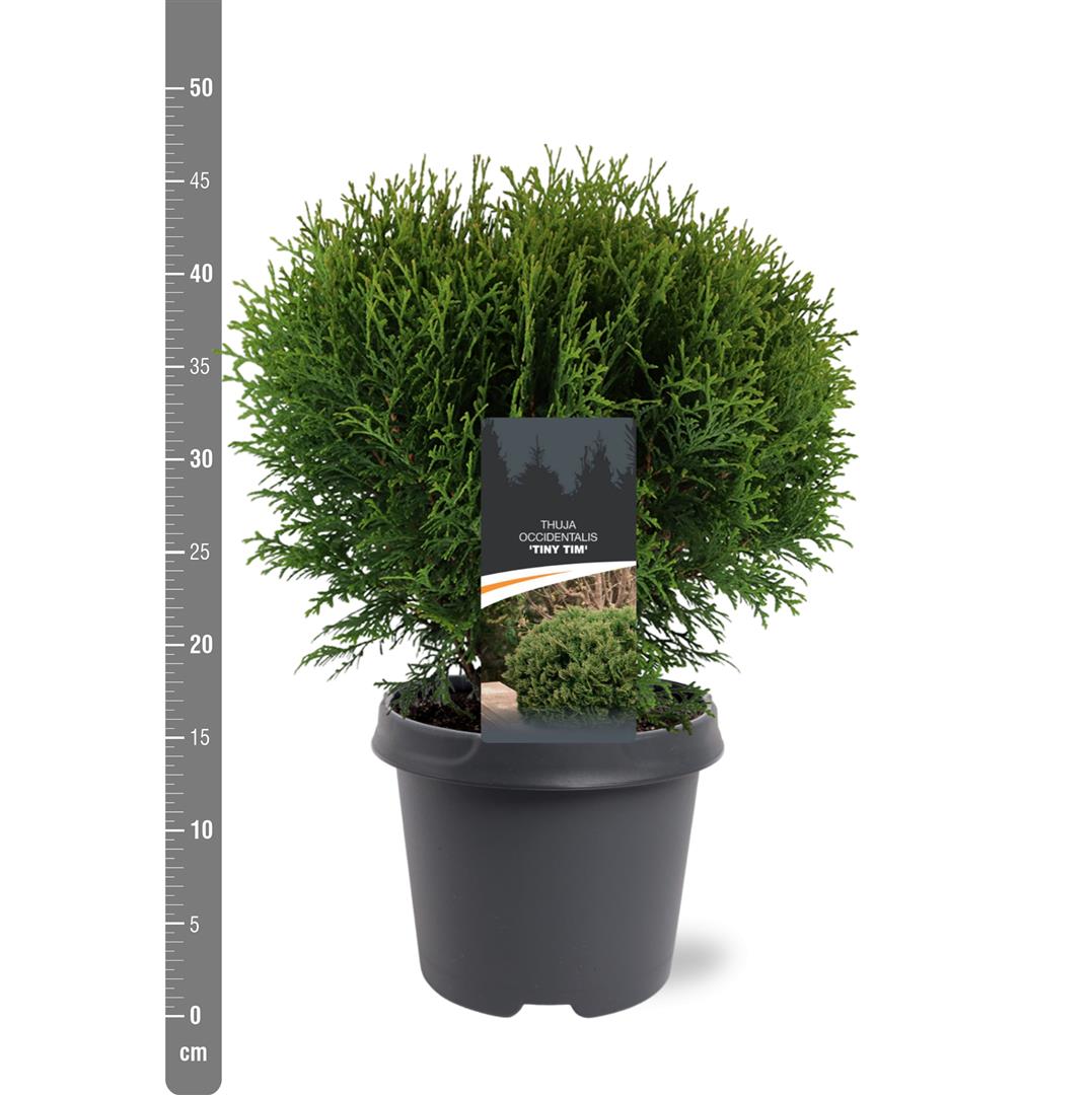 Thuja occidentalis &