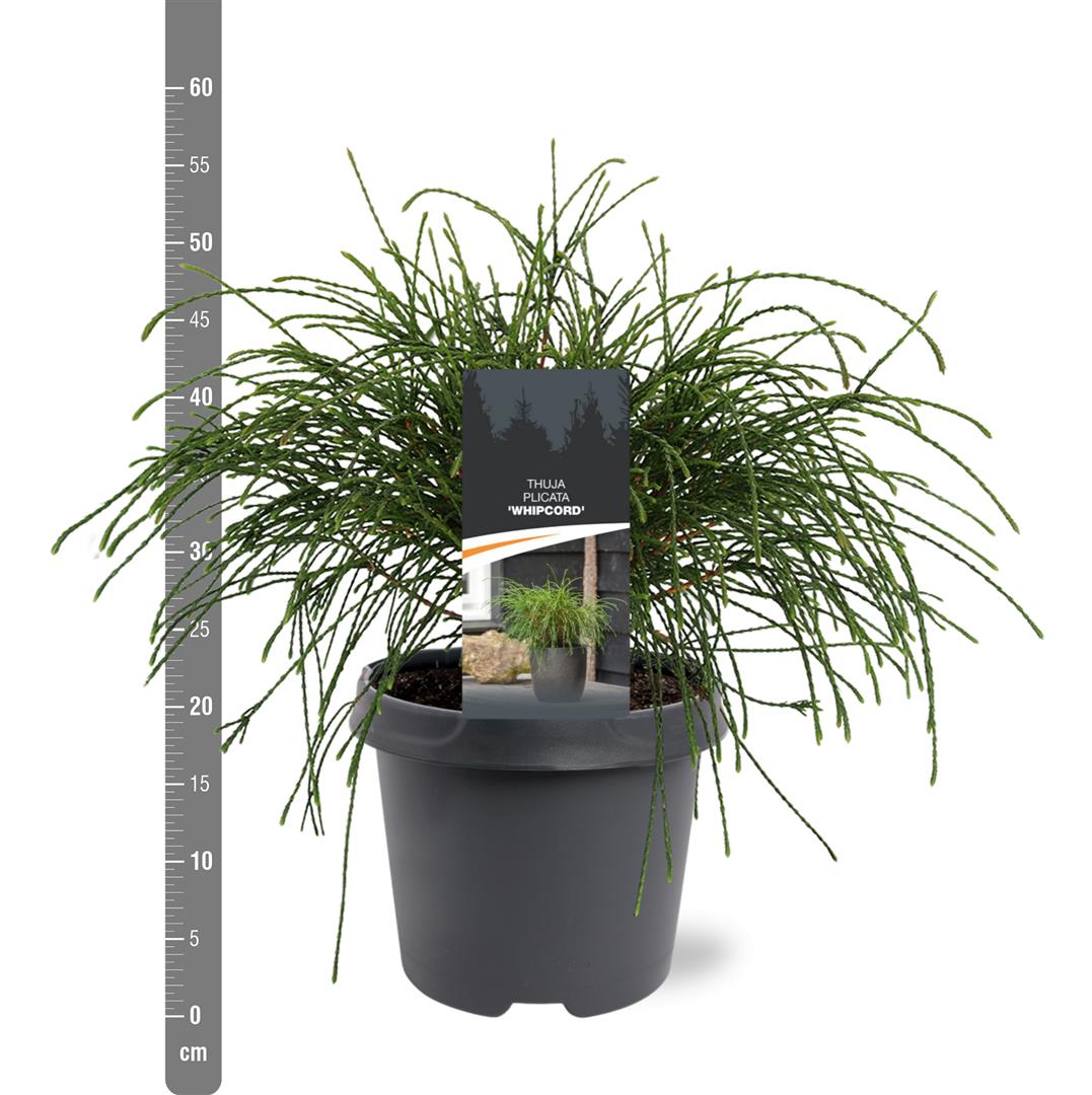 Thuja pl. &