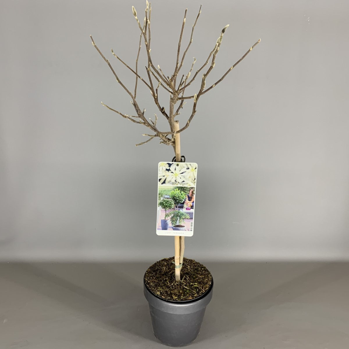 Magnolia stellata - 50 CM STEM C3/P19 CROWN 2 YR