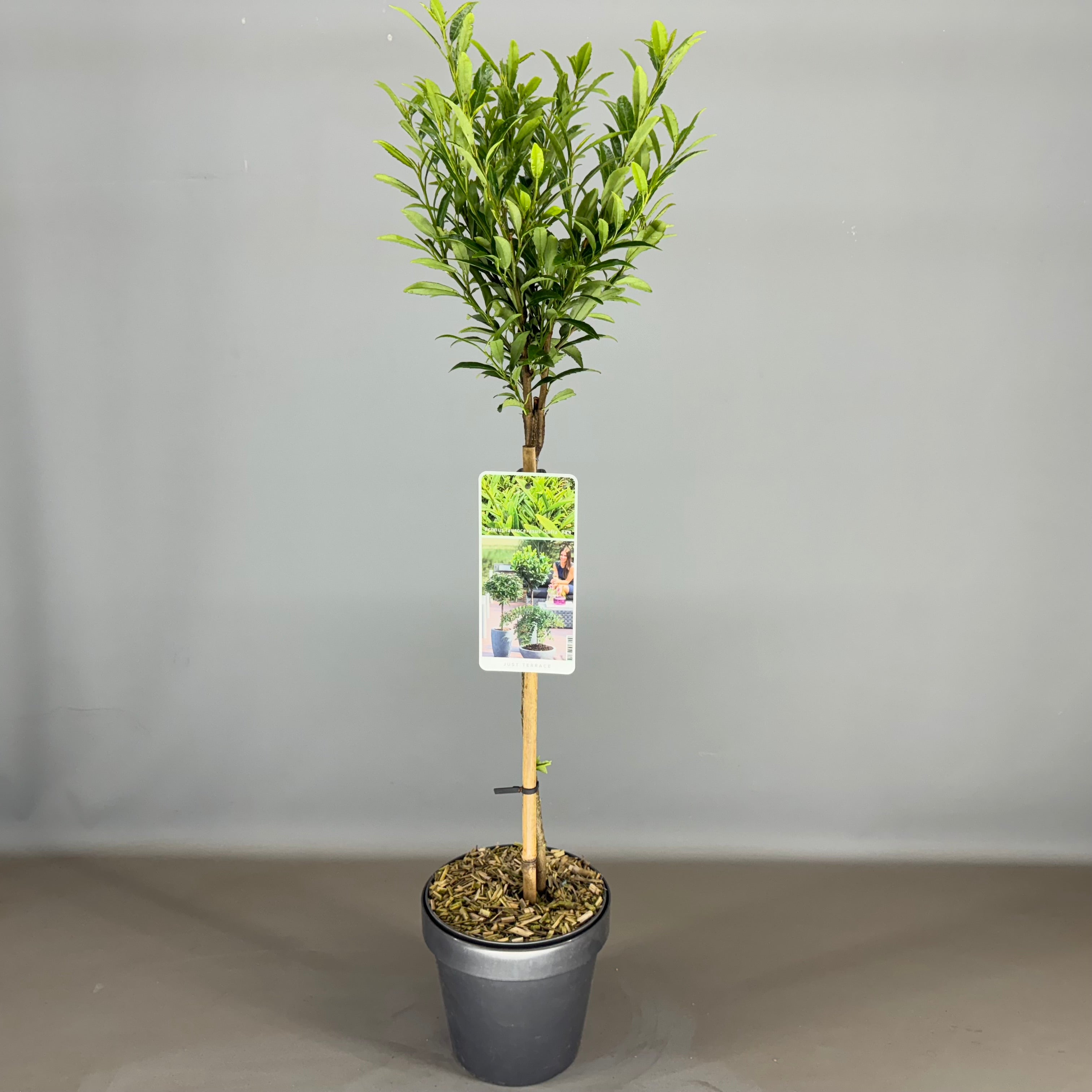 Körsbär laur. ‘Filigrow Sofia’® - 50 CM STEM C3/P19