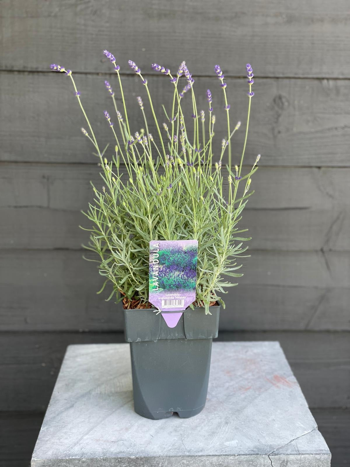 Lavendel ang. &