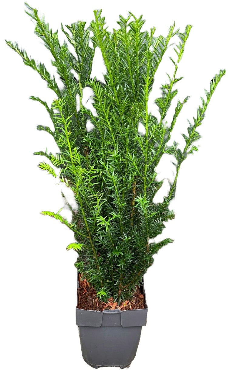 Idegran baccata - C2/P17 40-50 CM