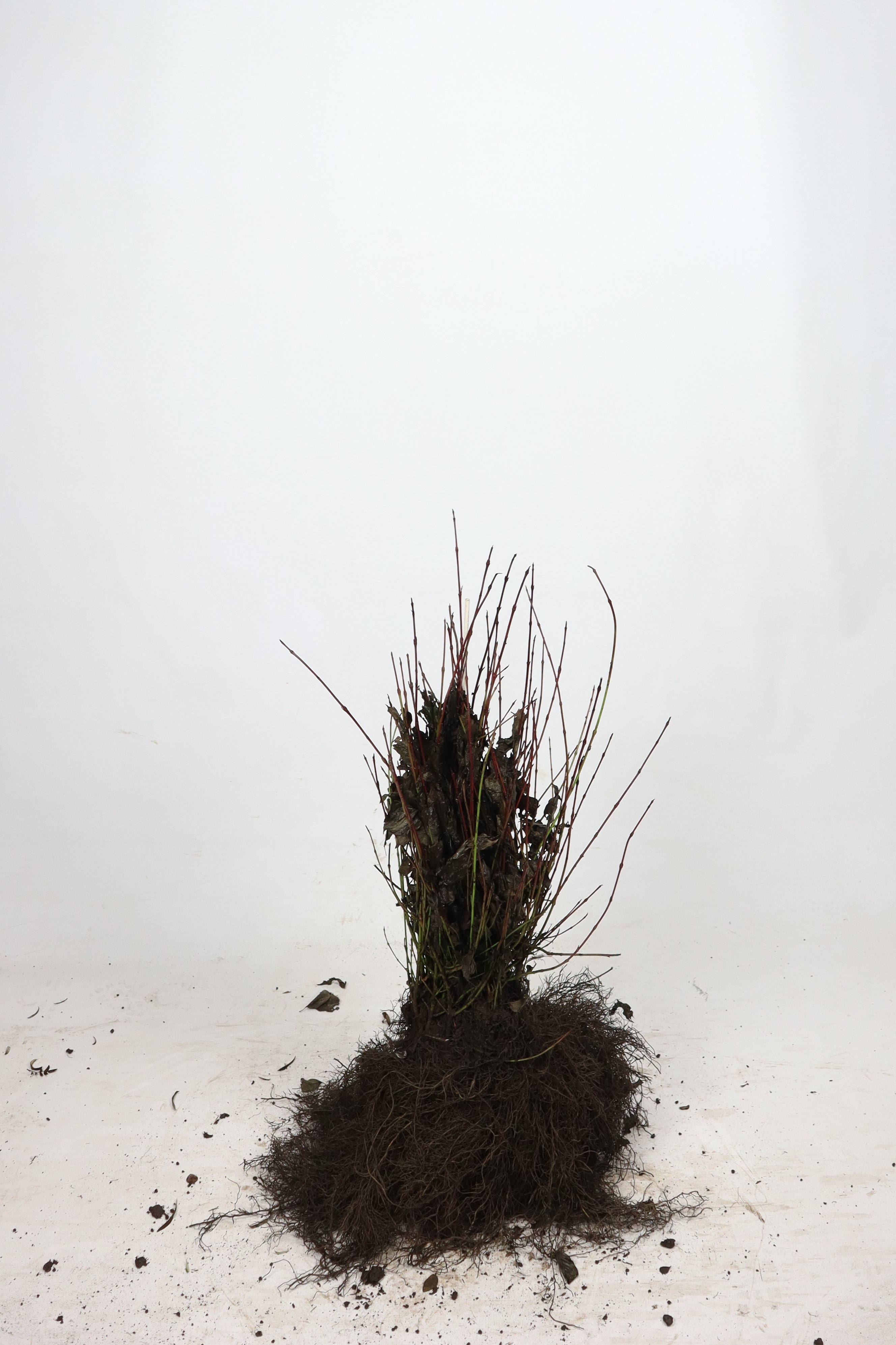 Kornell - 100-125 1+2