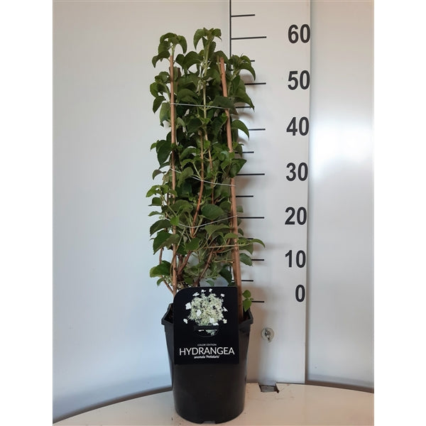 Hortensia anomala petiolaris - C4,5/P22 50-60 CM 4 ST.