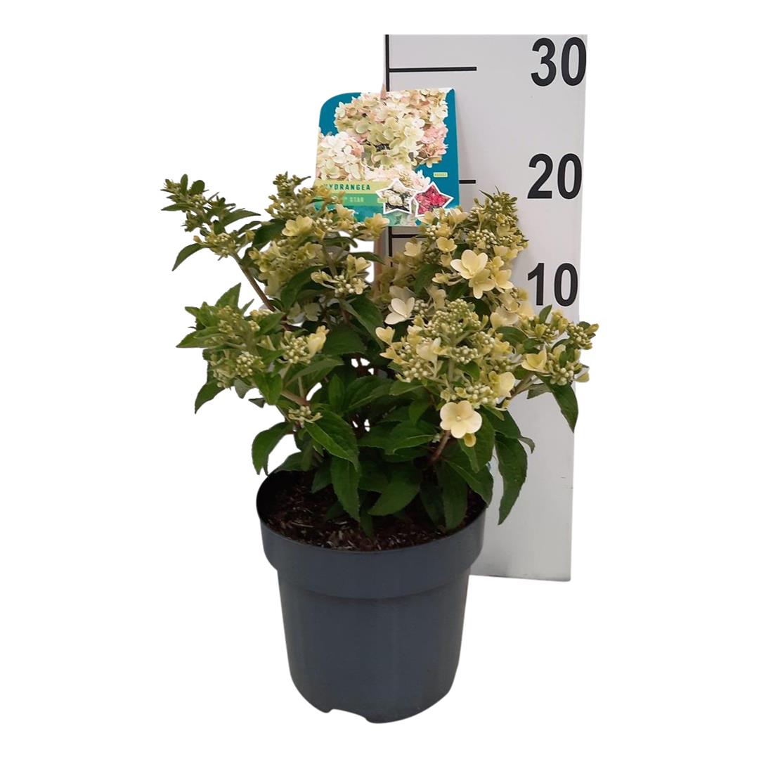 Hortensia pan. &